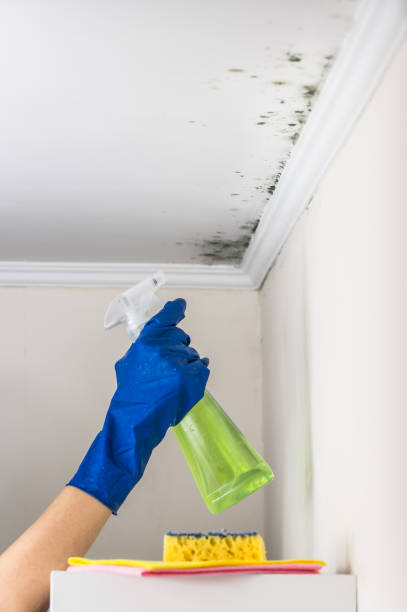 Best Mold Remediation Services  in Lakewood, WA